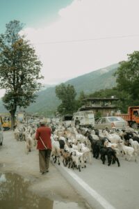 Goats being herded in Traffic jam
