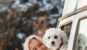 girl traveling with dog